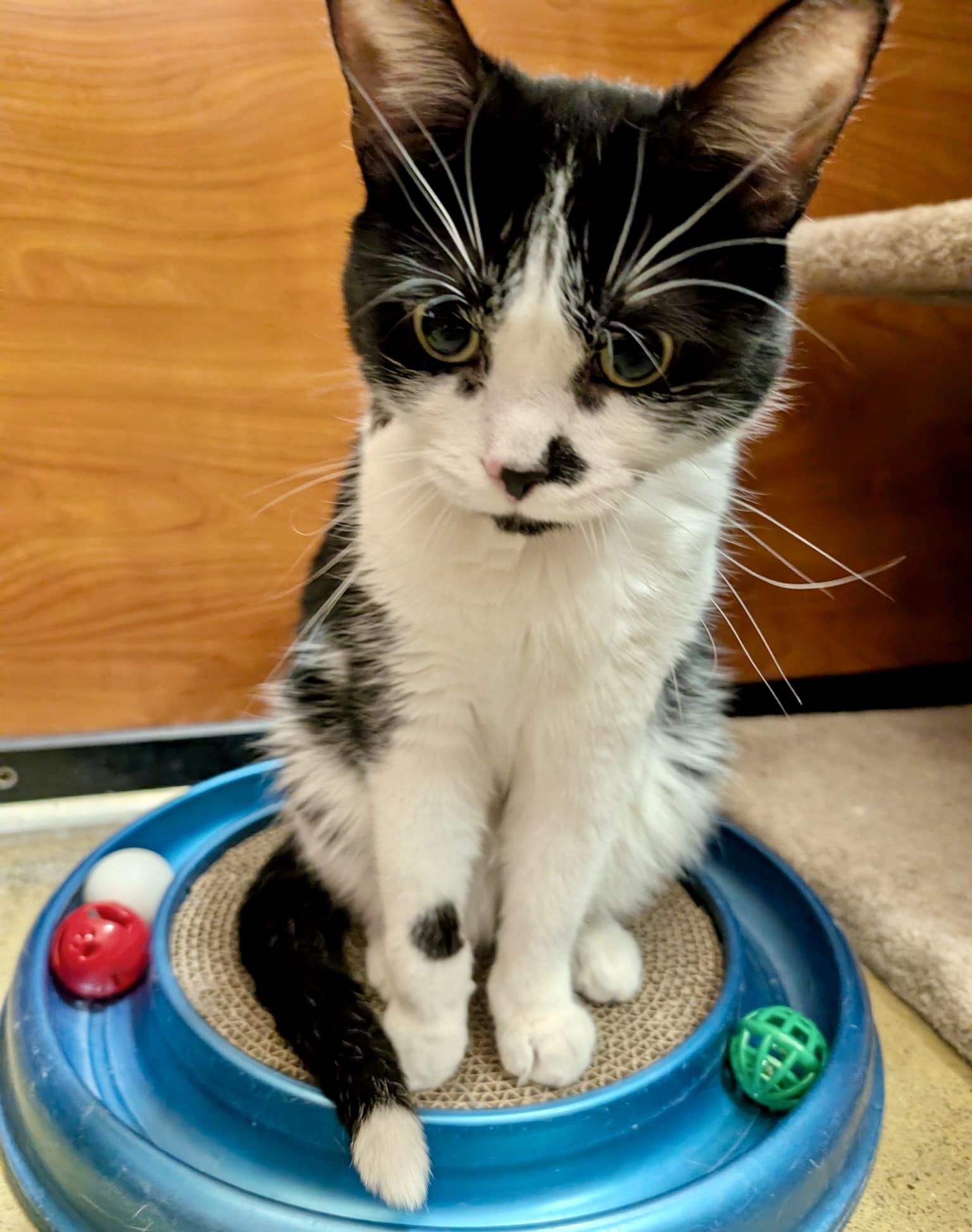 Enlarge Archie (special needs, bonded with Sequoia), a ADOPTABLE Domestic Short Hair in Toronto, ON image 2/6