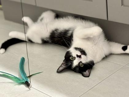 Enlarge Archie (special needs, bonded with Sequoia), a ADOPTABLE Domestic Short Hair in Toronto, ON image 3/6