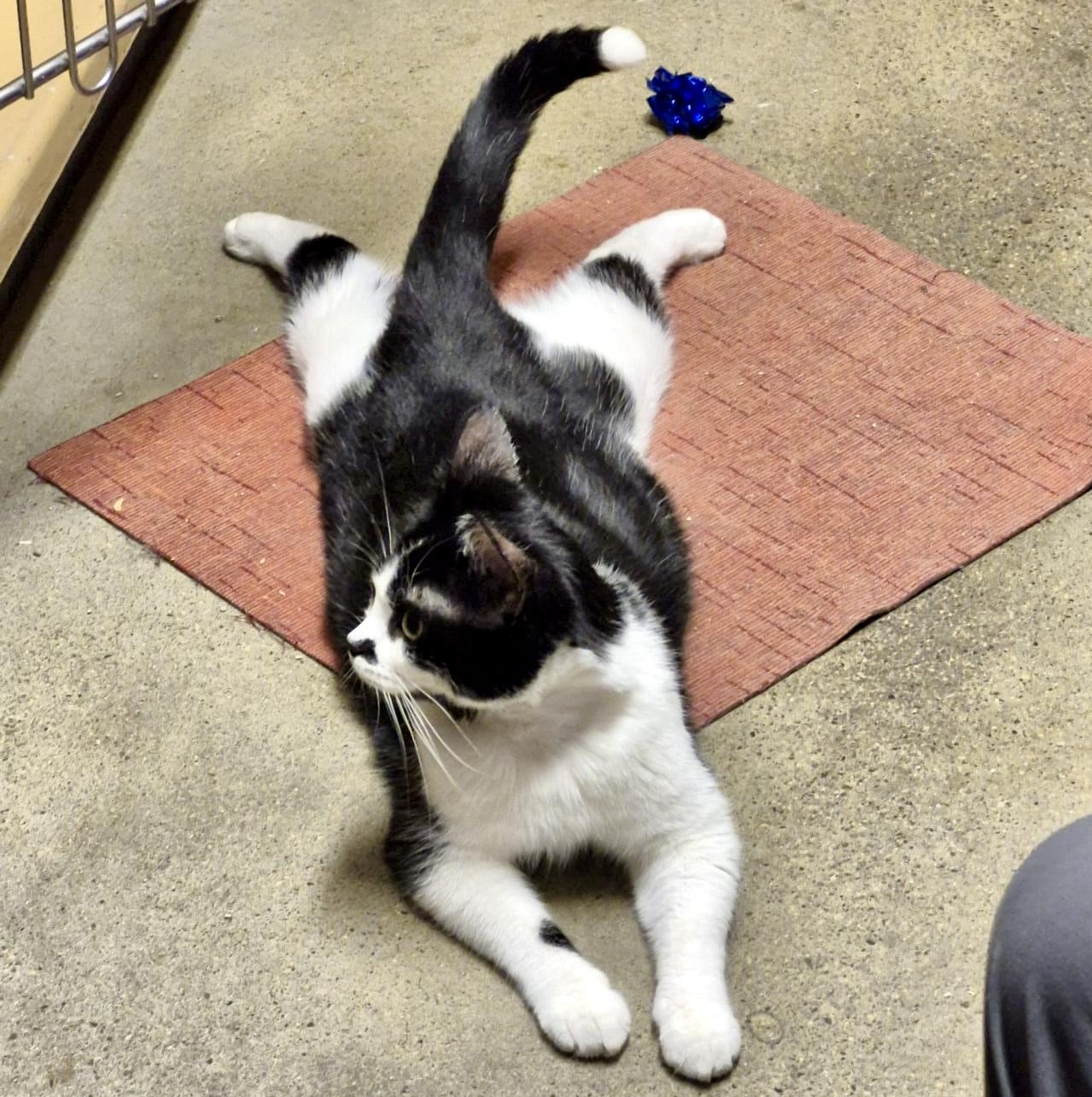 Archie (special needs, bonded with Sequoia), ADOPTABLE, Young Male Domestic Short Hair.