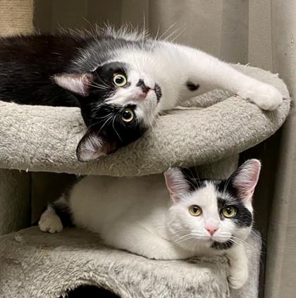 Enlarge Archie (special needs, bonded with Sequoia), a ADOPTABLE Domestic Short Hair in Toronto, ON image 5/6