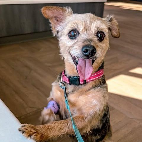 Tidbit, Adoptable, Senior Female Yorkshire Terrier.