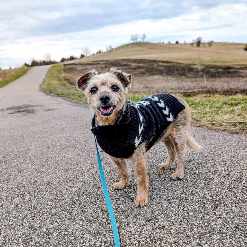 Enlarge Tidbit, a Adoptable Yorkshire Terrier in St. Charles, IL image 2/6