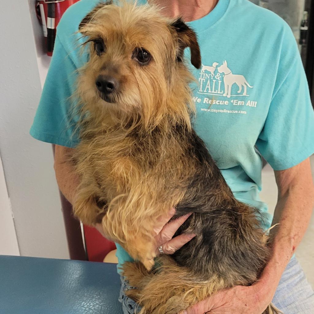 Enlarge Tidbit, a Adoptable Yorkshire Terrier in St. Charles, IL image 3/6