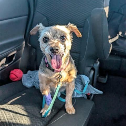 Enlarge Tidbit, a Adoptable Yorkshire Terrier in St. Charles, IL image 4/6