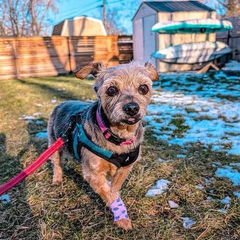 Enlarge Tidbit, a Adoptable Yorkshire Terrier in St. Charles, IL image 5/6