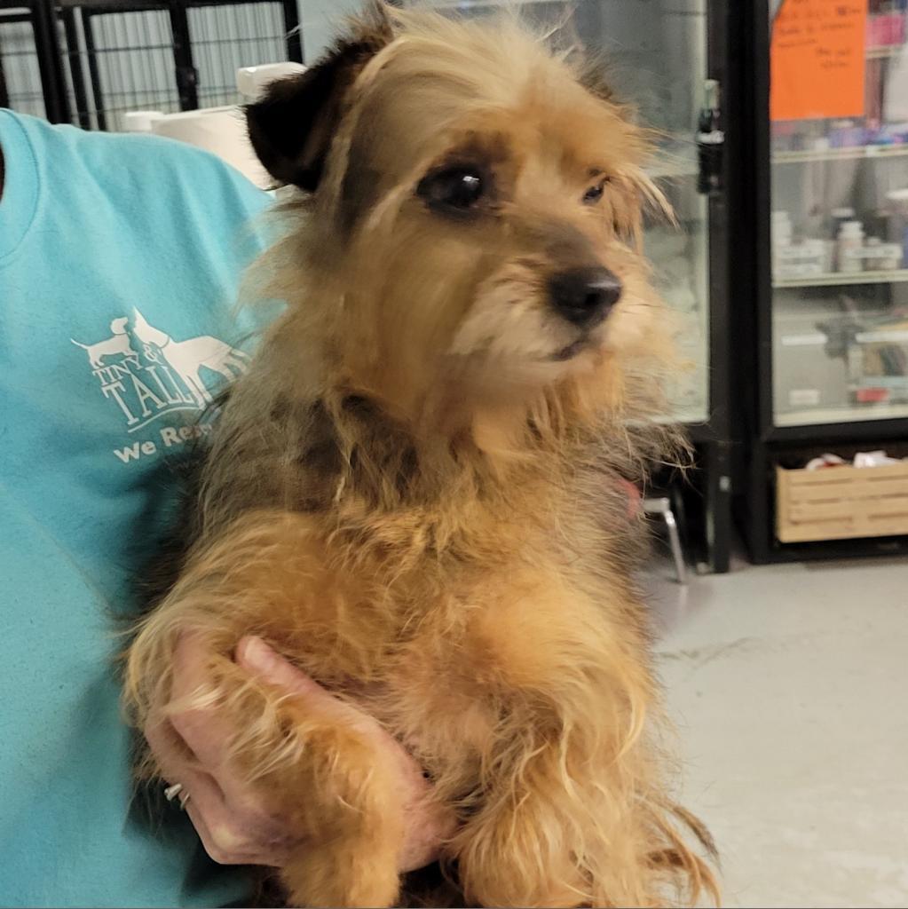 Enlarge Tidbit, a Adoptable Yorkshire Terrier in St. Charles, IL image 6/6