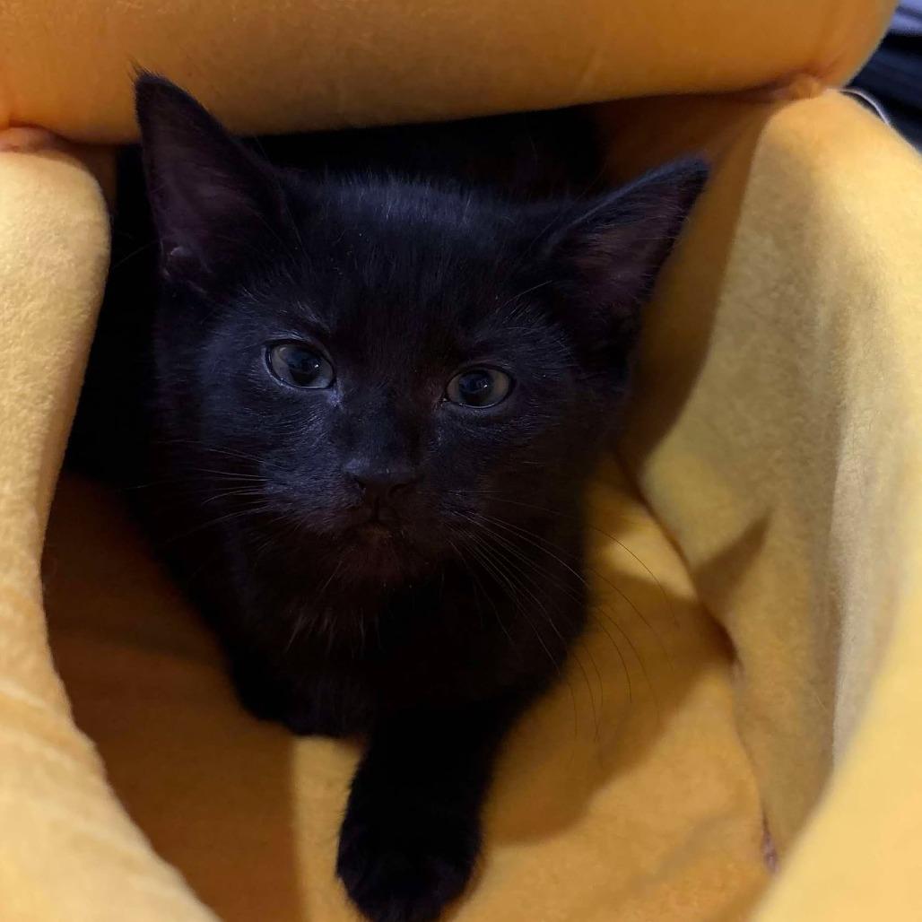 Kerplop, Adoptable, Kitten Male Domestic Short Hair.