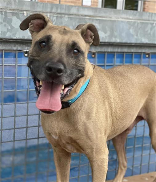 Enlarge COOPER, a Adoptable mixed breed in Austin, TX image 1/1