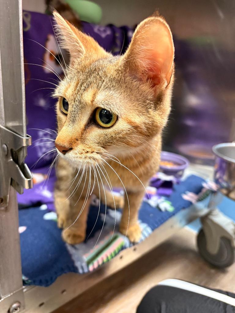 Mrs. Butterworth, Adoptable, Young Female Domestic Short Hair.