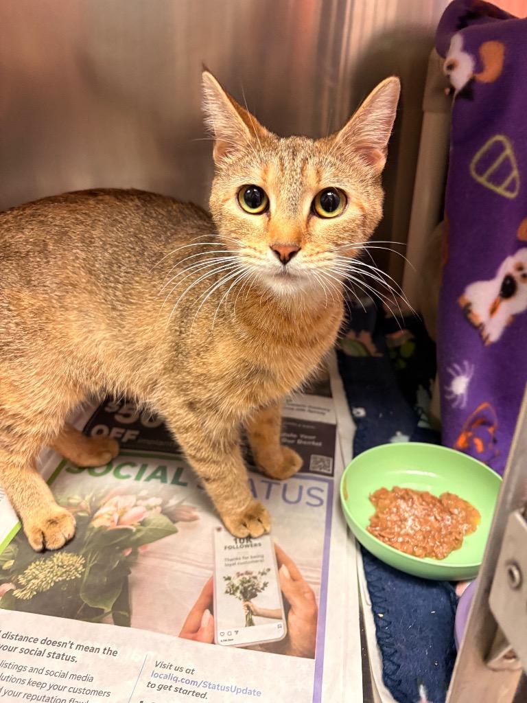 Enlarge Mrs. Butterworth, a Adoptable mixed breed in Detroit, MI image 2/3