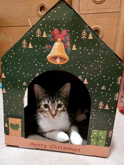 Dino, a Adoptable Domestic Short Hair in Mississauga, ON image 1/6