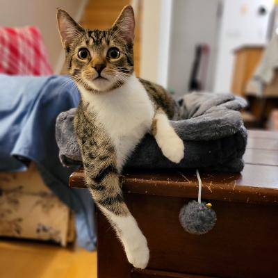 Dino, a Adoptable Domestic Short Hair in Mississauga, ON image 2/6