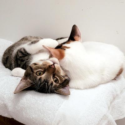 Dino, a Adoptable Domestic Short Hair in Mississauga, ON image 3/6