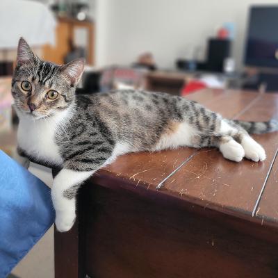 Enlarge Dino, a Adoptable Domestic Short Hair in Mississauga, ON image 1/6