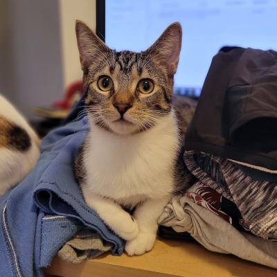 Enlarge Dino, a Adoptable Domestic Short Hair in Mississauga, ON image 4/6