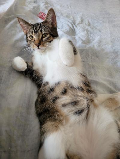 Dino, a Adoptable Domestic Short Hair in Mississauga, ON image 4/6