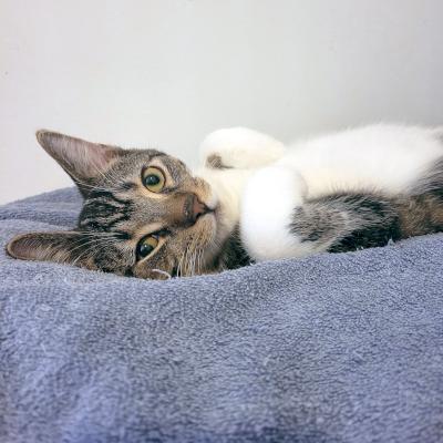 Enlarge Dino, a Adoptable Domestic Short Hair in Mississauga, ON image 3/6