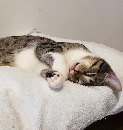 Dino, a Adoptable Domestic Short Hair in Mississauga, ON image 5/6