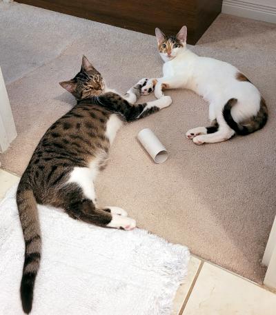 Enlarge Dino, a Adoptable Domestic Short Hair in Mississauga, ON image 2/6