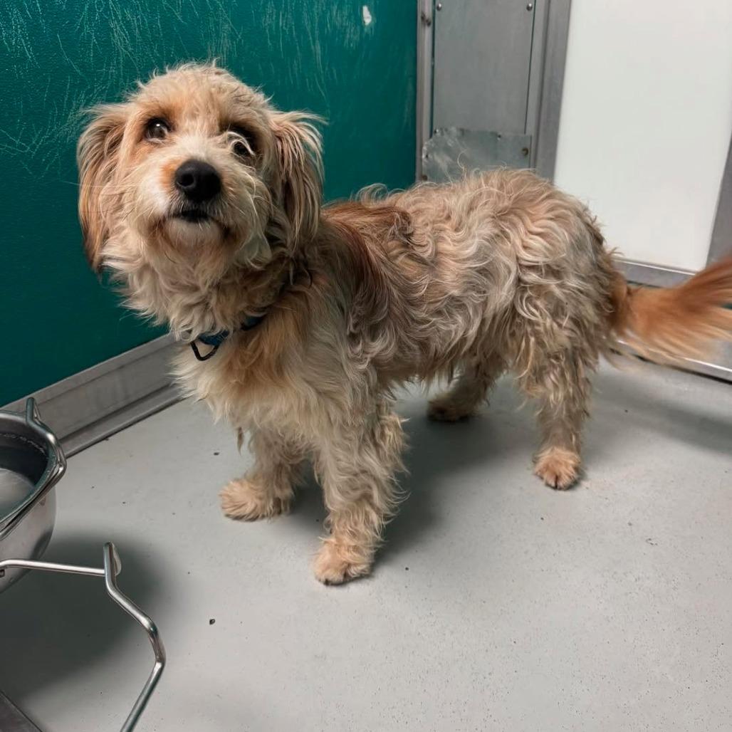 Enlarge Tucker C-34470, a Adoptable mixed breed in Oklahoma City, OK image 1/2
