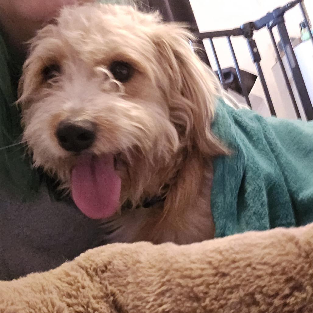 Enlarge Tucker C-34470, a Adoptable mixed breed in Oklahoma City, OK image 2/2