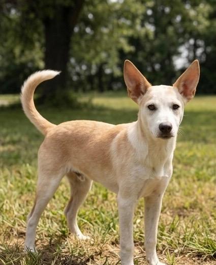 Leonard, ADOPTABLE, Young Male Shepherd.