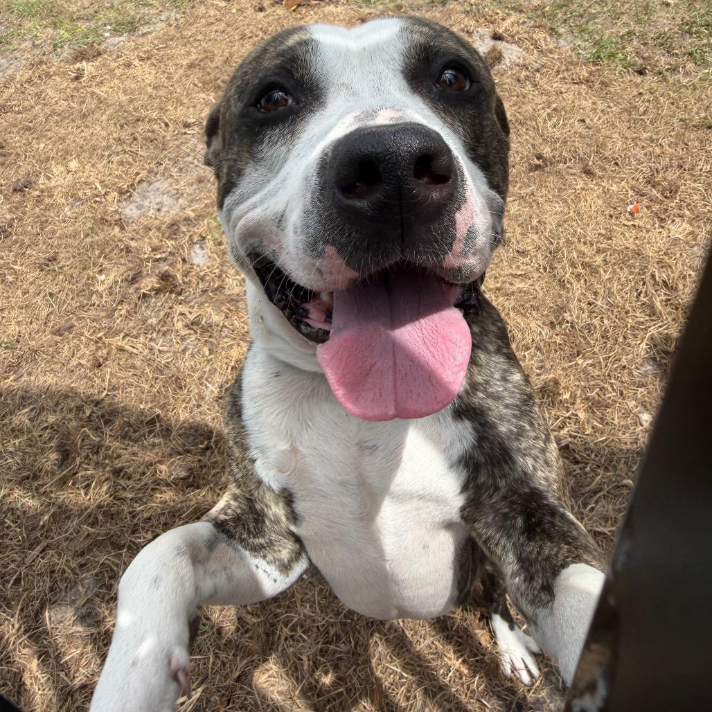 Polo, Adoptable, Adult Male Mixed Breed.