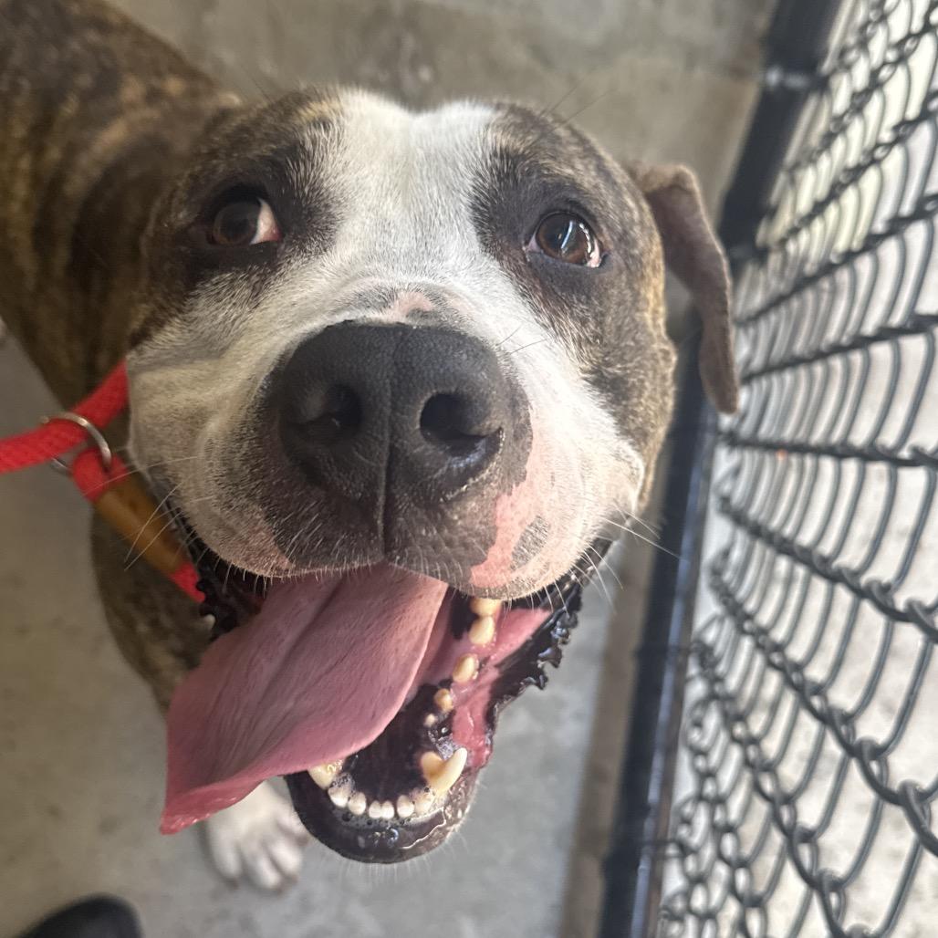 Polo, a Adoptable Mixed Breed in Clearwater, FL image 2/5