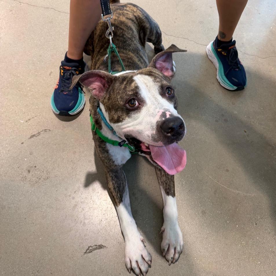 Polo, a Adoptable Mixed Breed in Clearwater, FL image 3/5