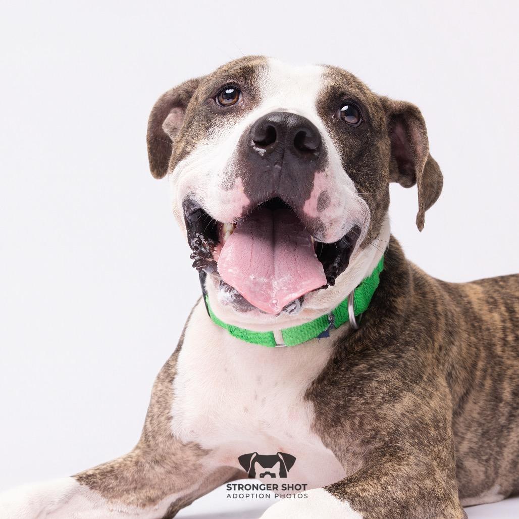 Polo, a Adoptable Mixed Breed in Clearwater, FL image 4/6