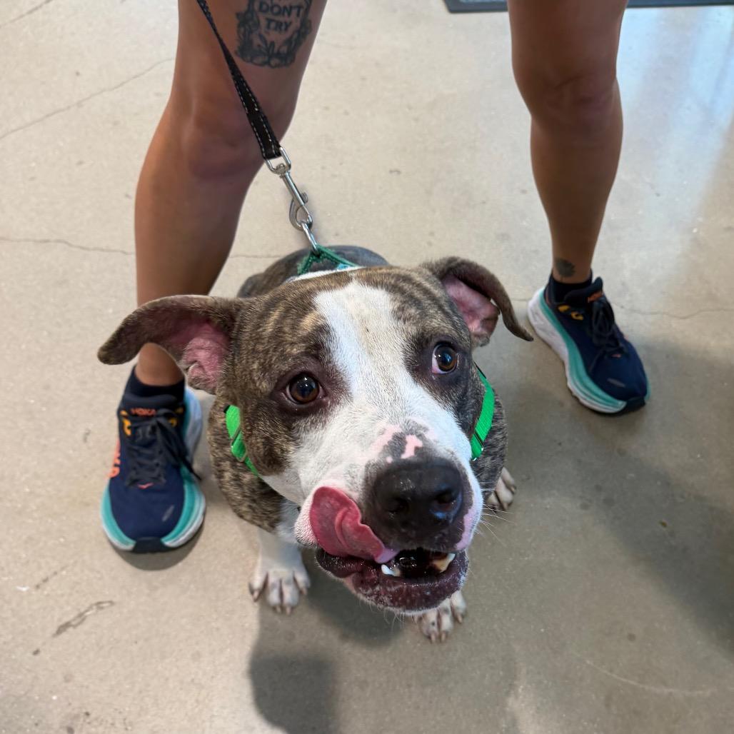 Polo, a Adoptable Mixed Breed in Clearwater, FL image 4/5