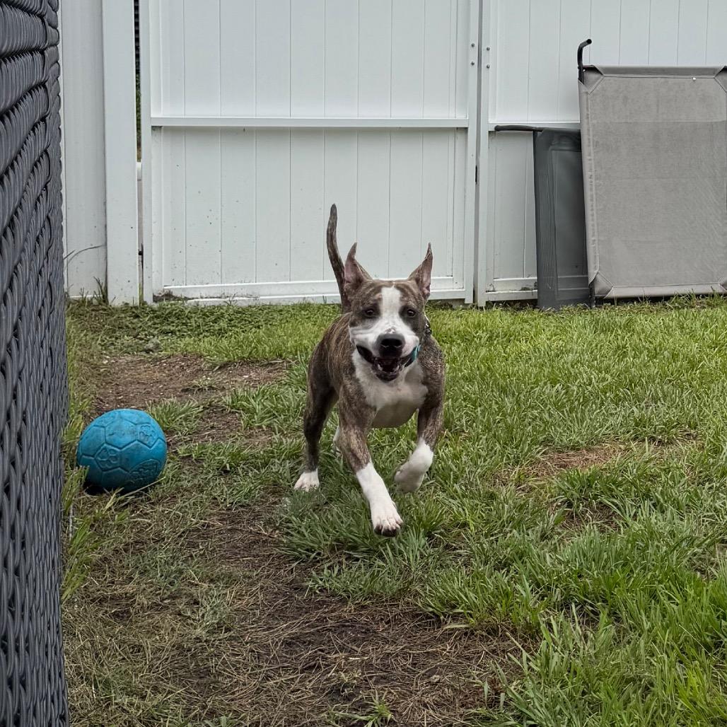 Polo, a Adoptable Mixed Breed in Clearwater, FL image 5/5