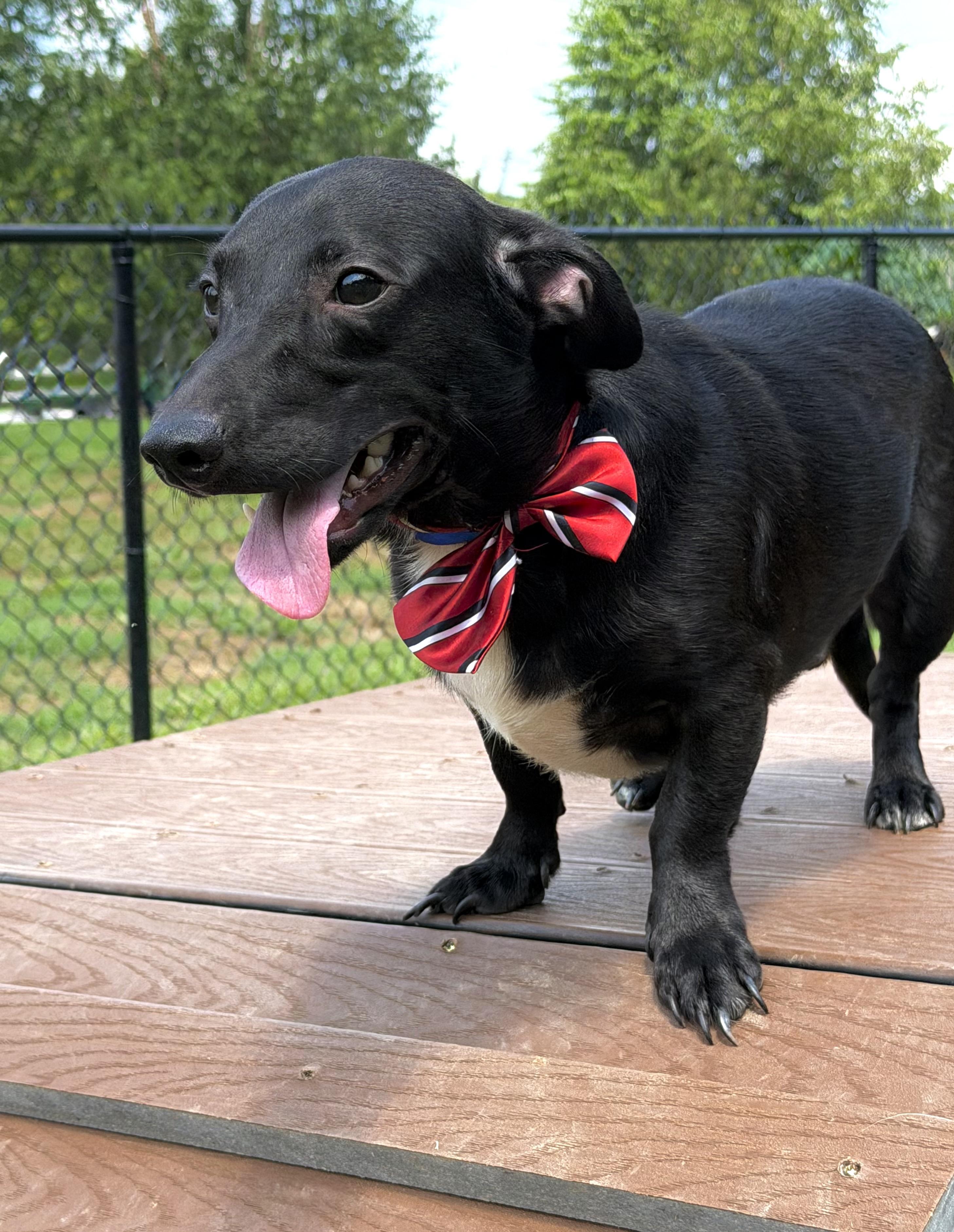 Enlarge Jérôme, an adopted Dachshund in Maryville, TN image 2/3