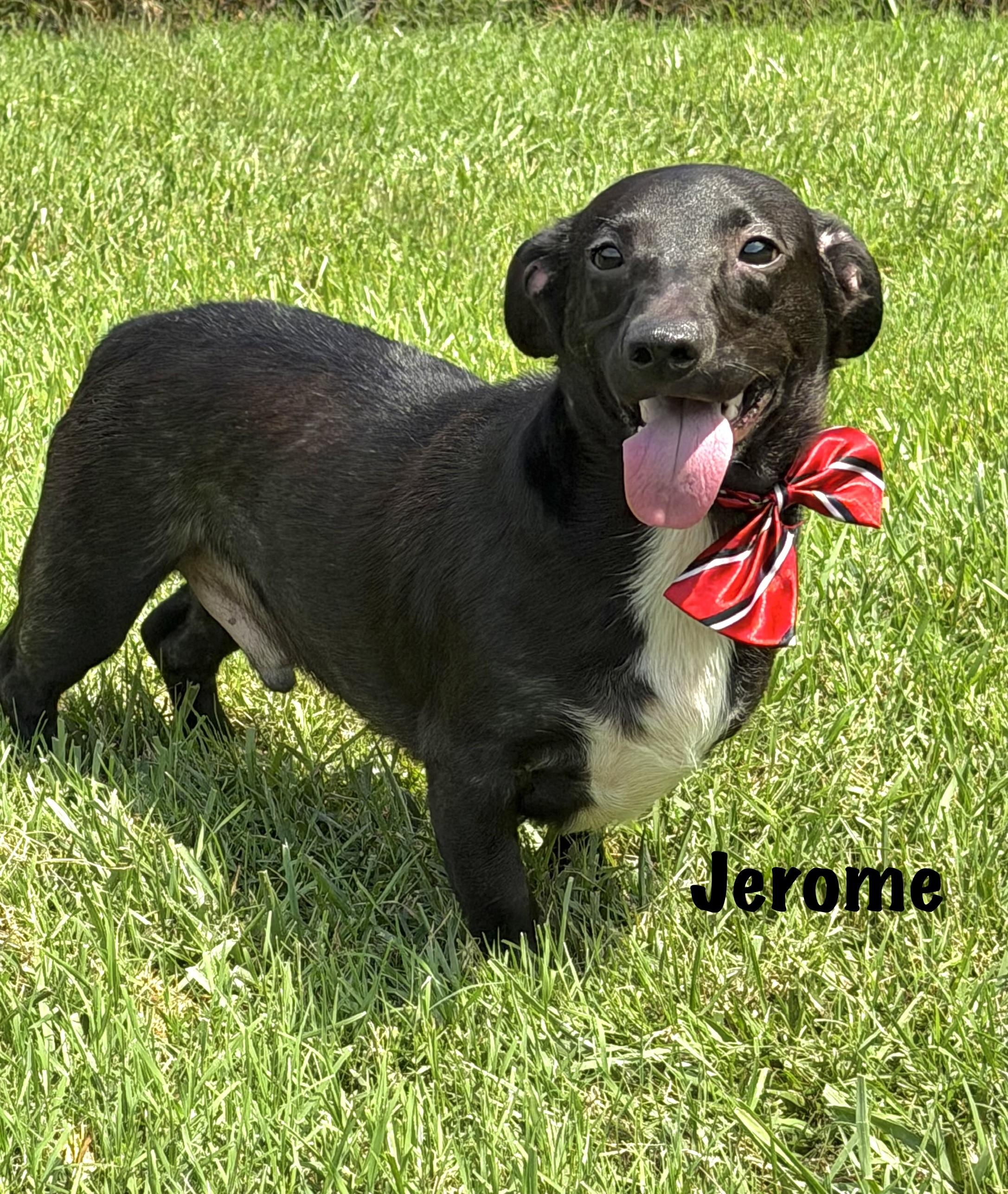 Enlarge Jérôme, an adopted Dachshund in Maryville, TN image 1/3