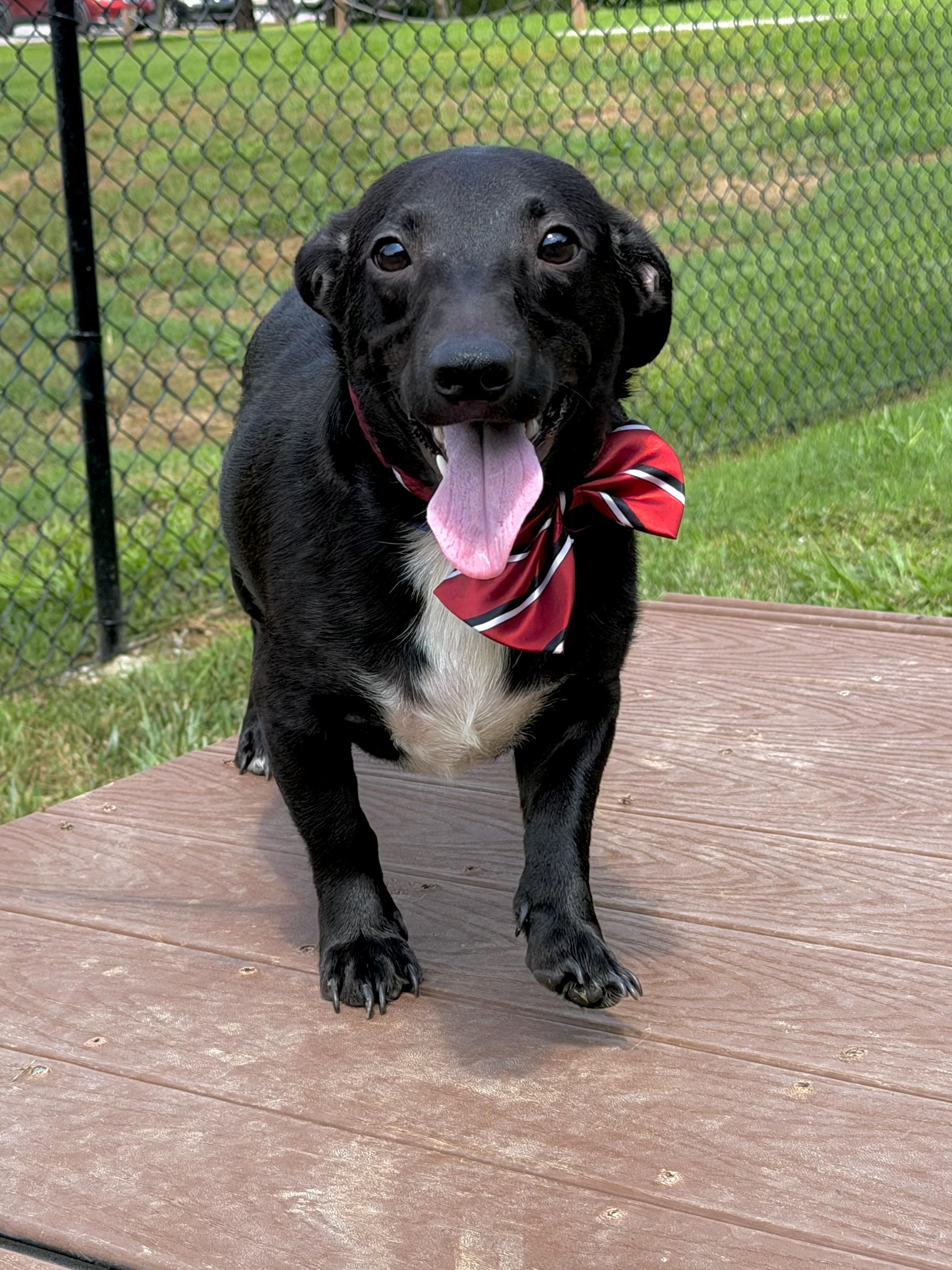 Enlarge Jérôme, an adopted Dachshund in Maryville, TN image 3/3