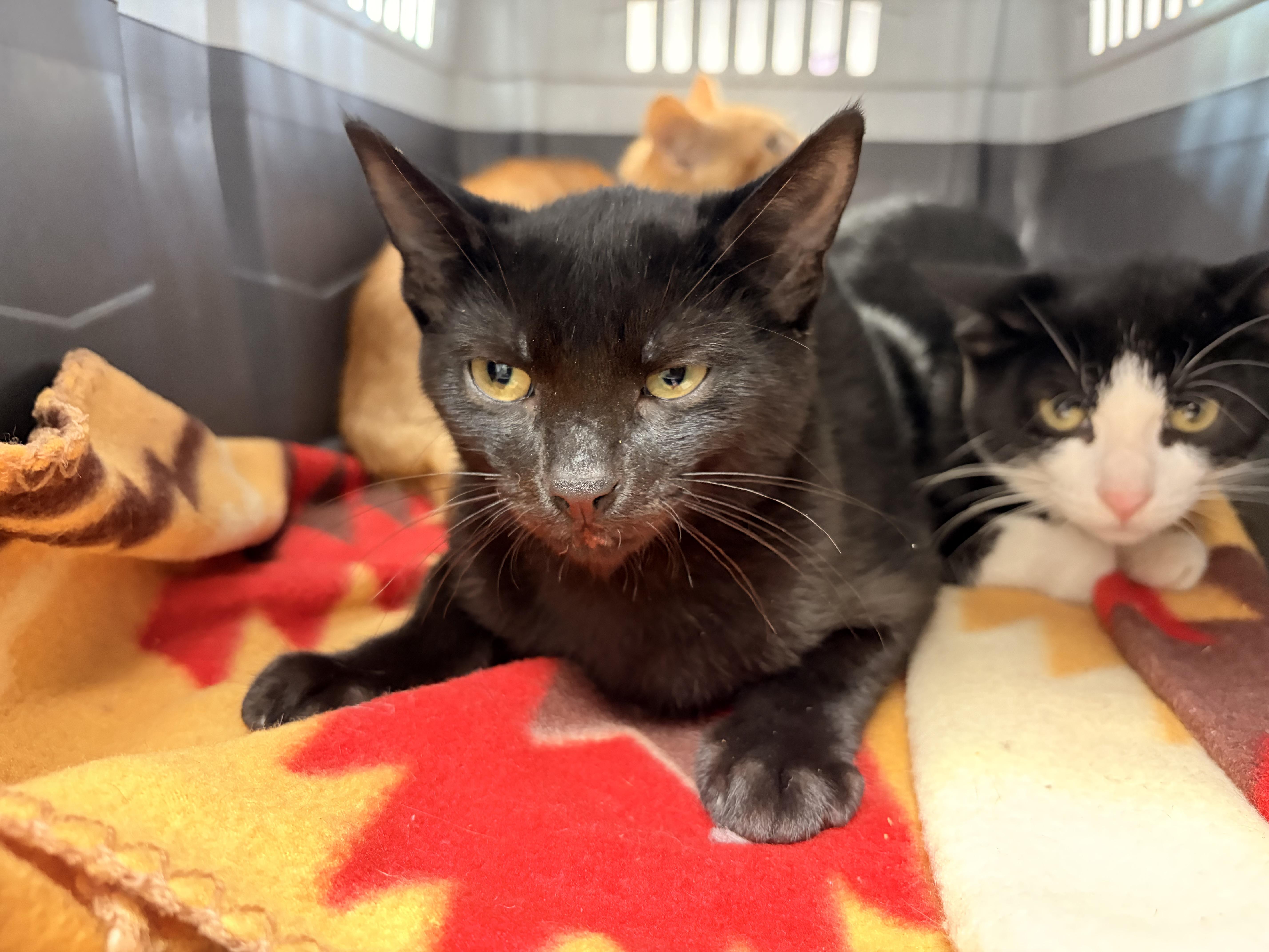 Enlarge Dewey, a Adopted Domestic Short Hair in Saint Charles, MO image 1/1