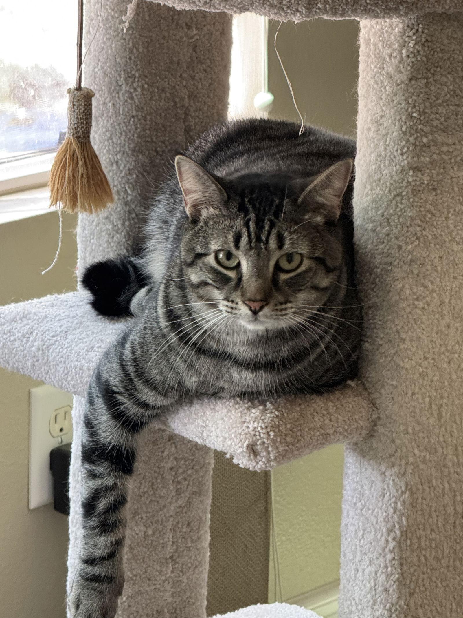 Kash, Adoptable, Adult Male Tabby & Domestic Short Hair.