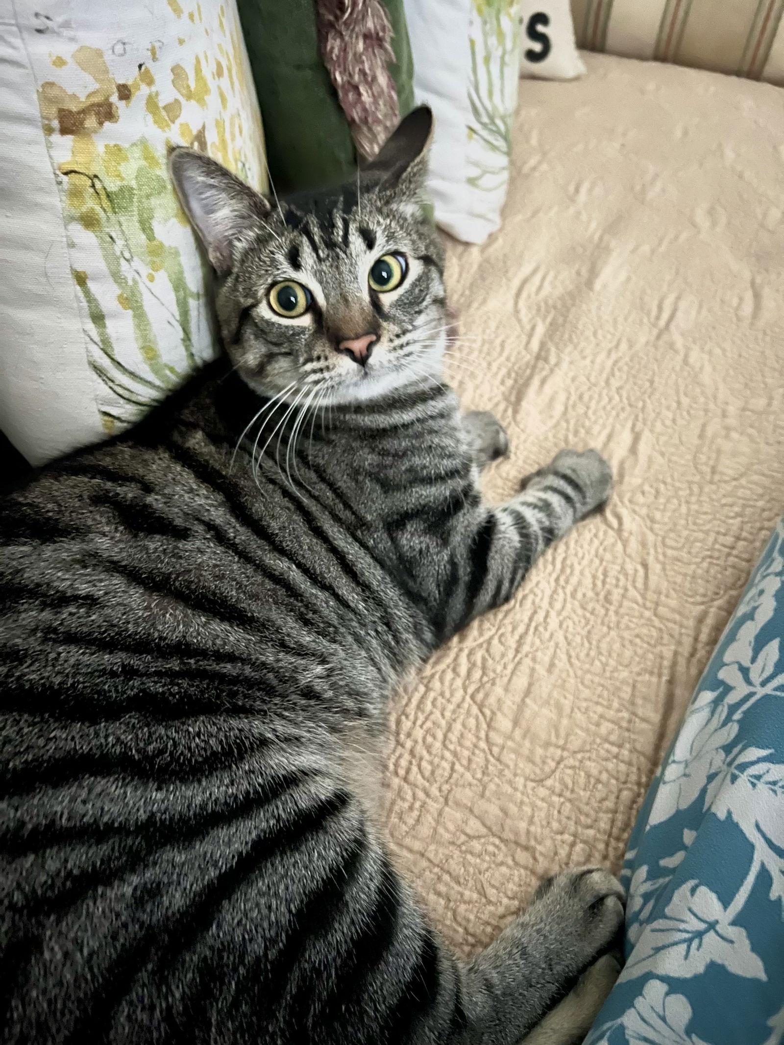 Kash, a Adoptable mixed breed in Laguna Niguel, CA image 2/3