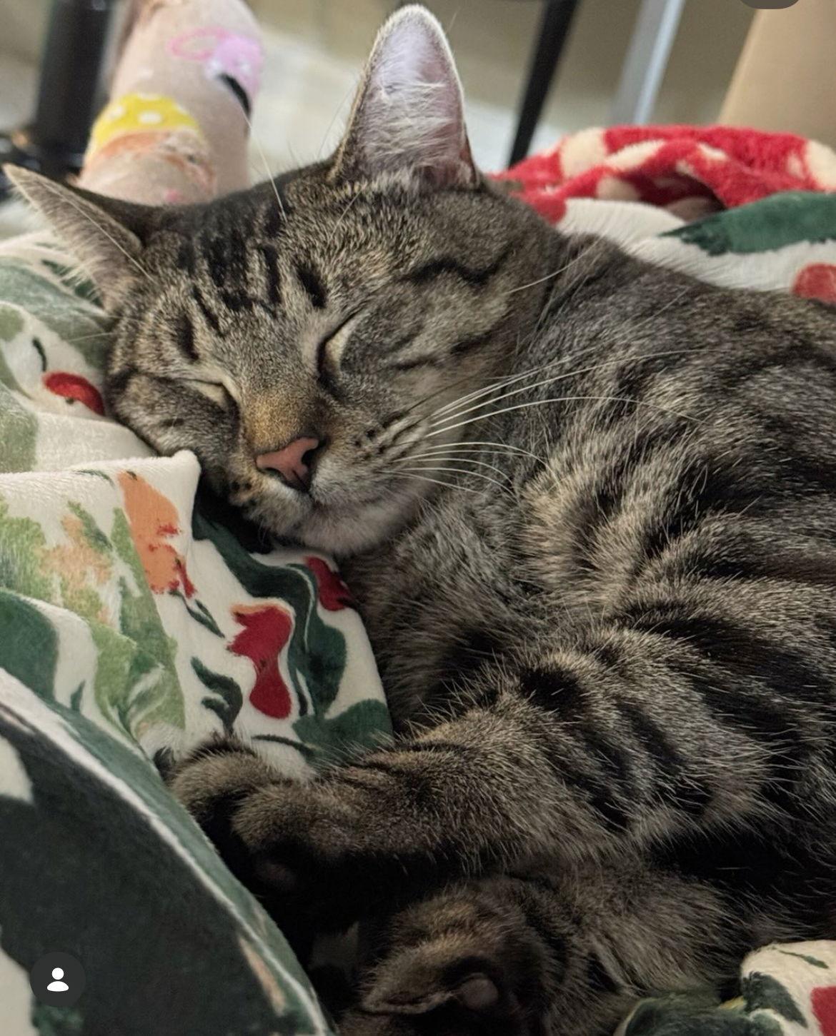 Enlarge Kash, a Adoptable mixed breed in Laguna Niguel, CA image 2/3