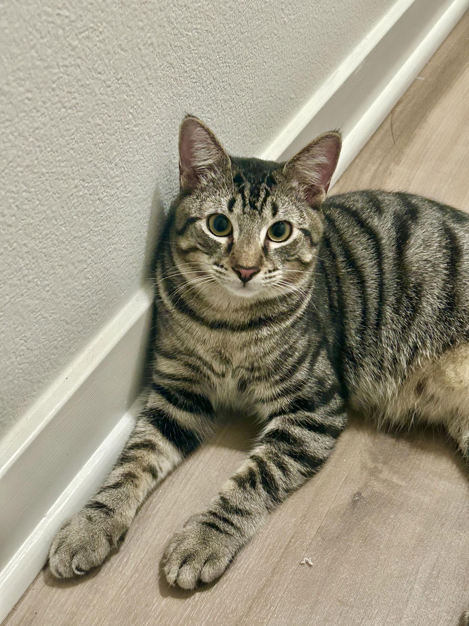 Kash, a Adoptable mixed breed in Laguna Niguel, CA image 3/3