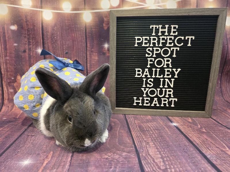 Bailey, Adoptable, Adult Female Dutch.