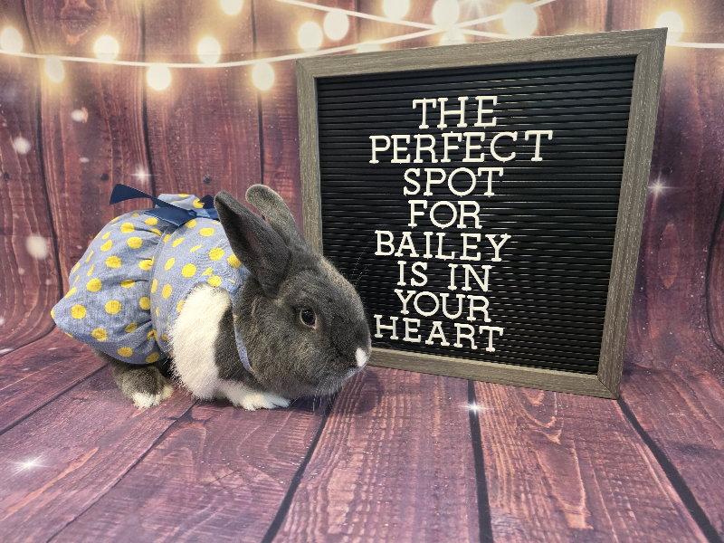 Bailey, a Adoptable Dutch in Columbus, OH image 2/2