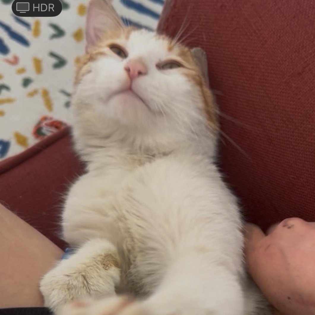 Clyde, a Adoptable mixed breed in Chicago, IL image 3/3