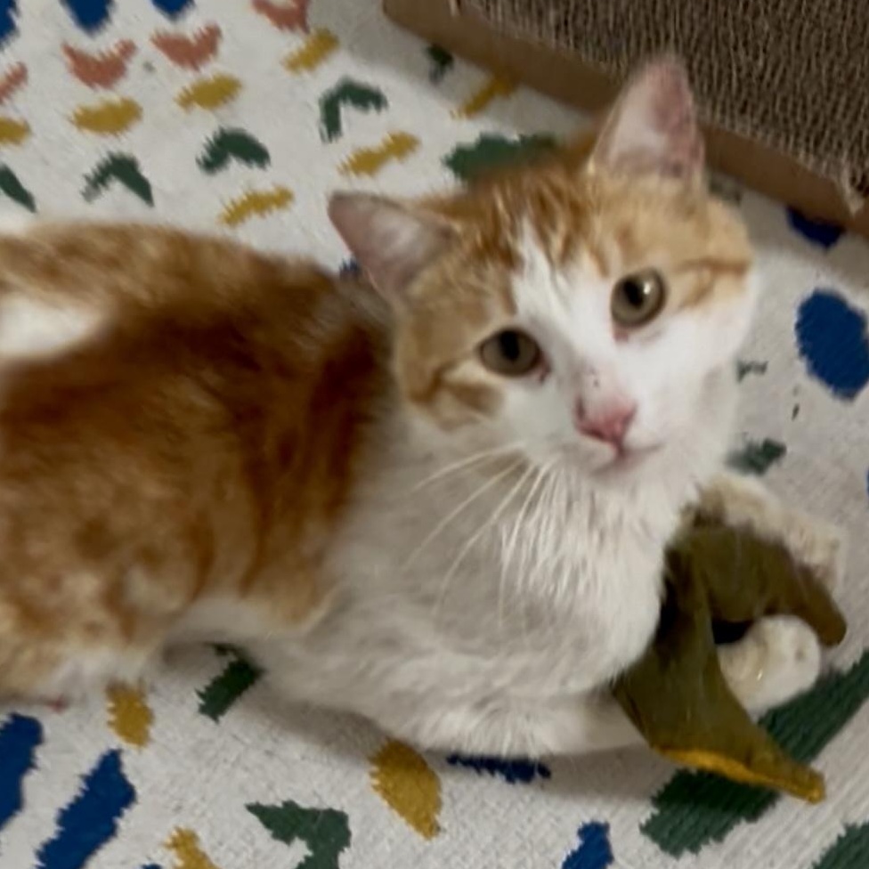 Clyde, Adoptable, Young Male Domestic Short Hair.