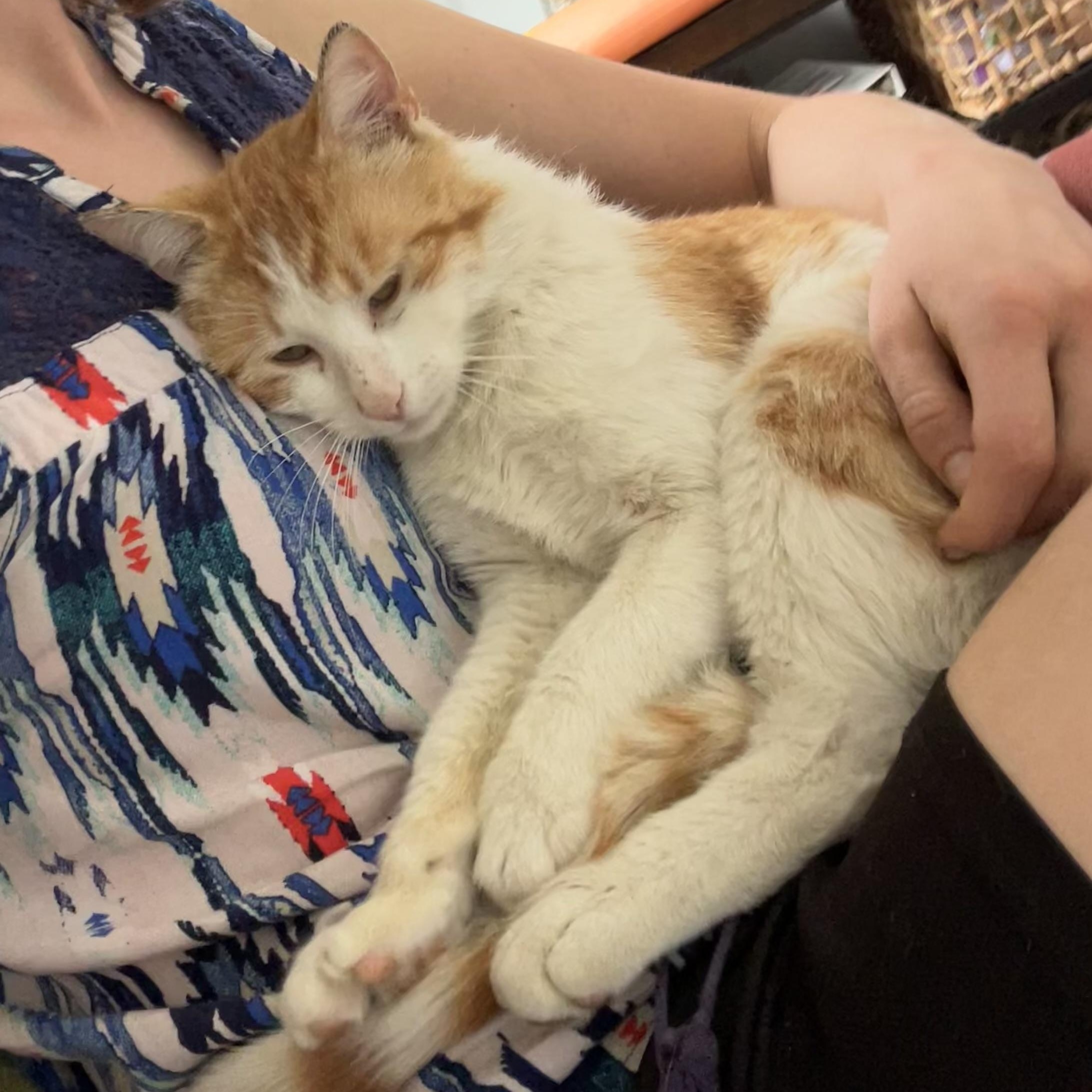 Clyde, a Adoptable mixed breed in Chicago, IL image 2/3