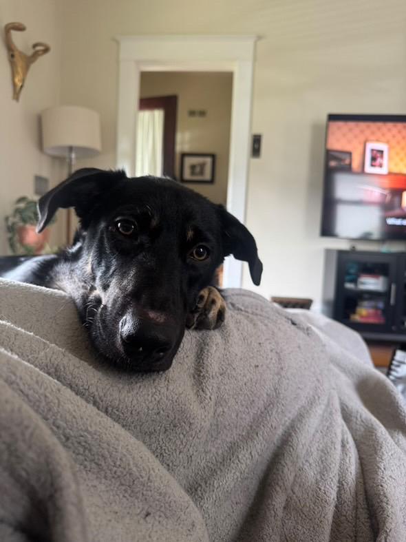 Noey, Adoptable, Adult Male Flat-Coated Retriever & Australian Kelpie.