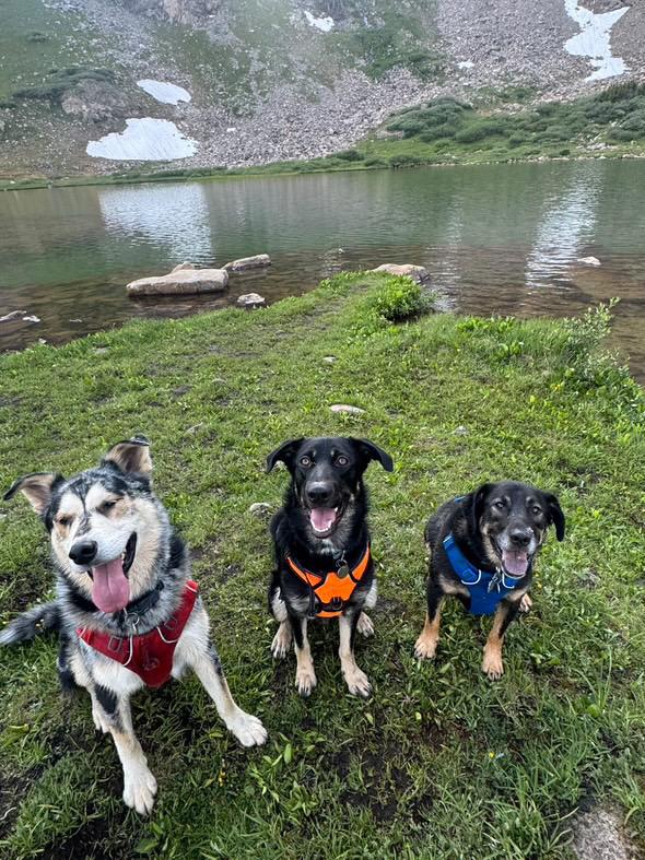 Noey, a Adoptable mixed breed in Commerce City, CO image 2/6