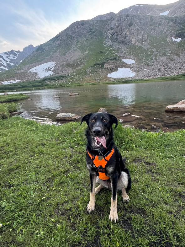 Noey, a Adoptable mixed breed in Commerce City, CO image 4/6