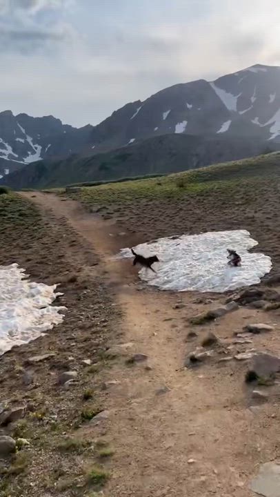 Enlarge Noey, a Adoptable mixed breed in Commerce City, CO video 6/6