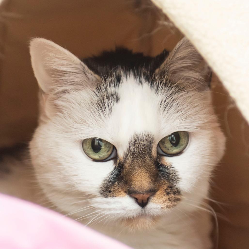 Enlarge Blynken, a Adoptable Domestic Short Hair in Middletown, RI image 1/4